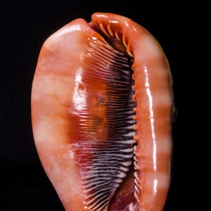 Large Natural Sea Snail Ammonite Decoration/Sea Shell/Snail Shell/Jewelry/Home Decor/Red Gemstone/Gift for Her/Beach Decor#5224