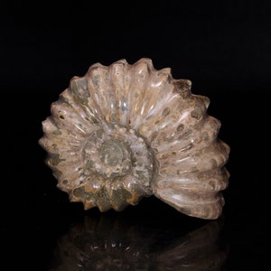 Natural Horn Shell/Natural Shell/Home Decor/Decor/Gift for Girlfriend/Gift for Him/Gift for Dad/Gift for Mom/Special Gift