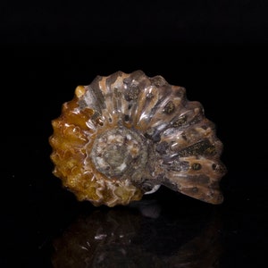Natural Horn Shell/Natural Shell/Home Decor/Decor/Gift for Girlfriend/Gift for Him/Gift for Dad/Gift for Mom/Special Gift