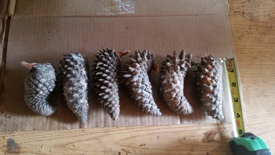 Knobcone Pinecones 6 Whole Raw Cones Etsy