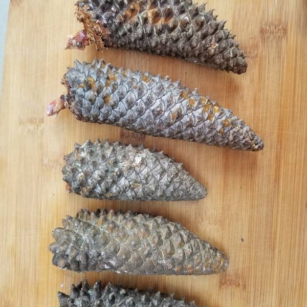 Knobcone Pine Cone Etsy