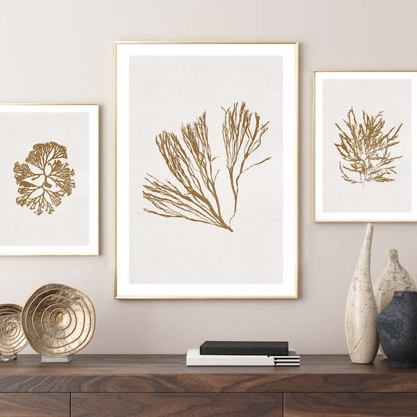 Set of 3 Art Prints, Coral Print, Coastal Décor, Sea Weed Art Print, Living Room Gallery Wall, Boho Beach House Décor, Hamptons Style Art