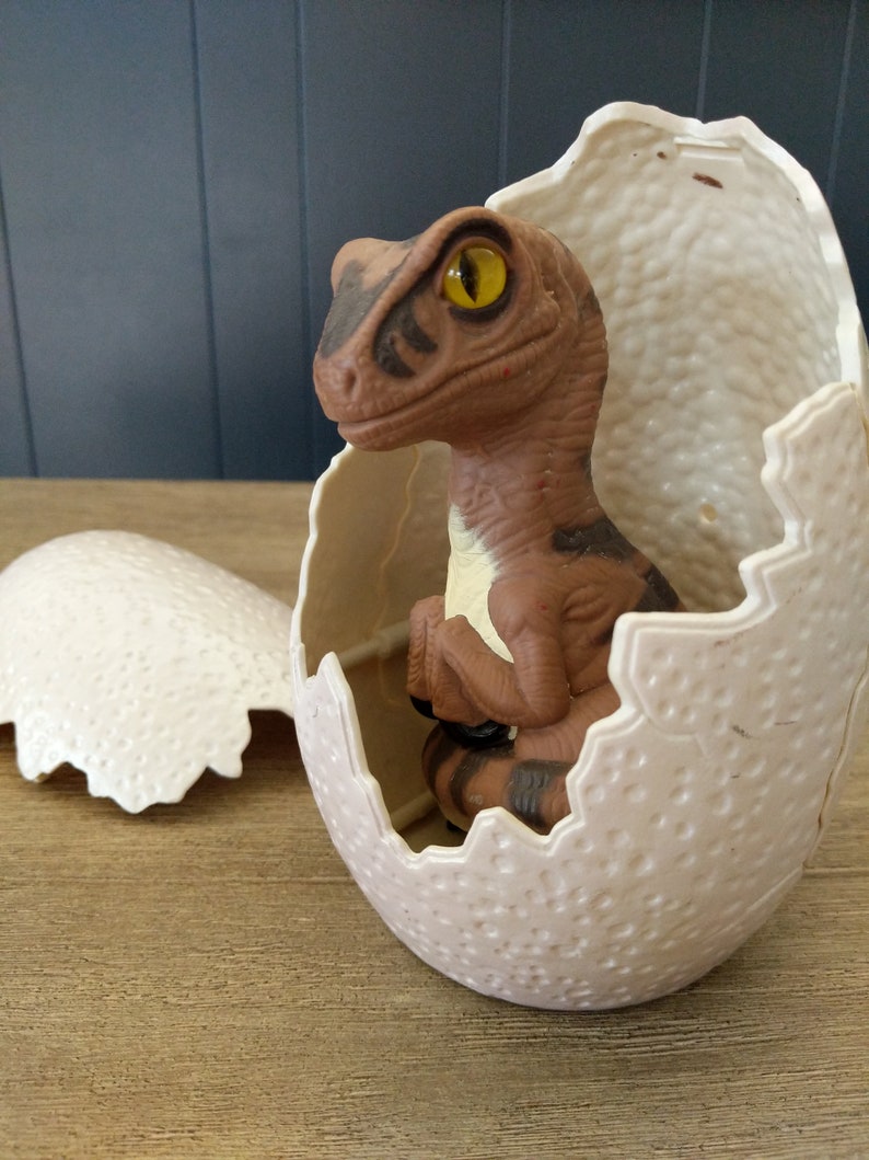 velociraptor egg fossil