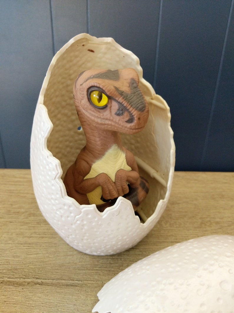 velociraptor egg fossil