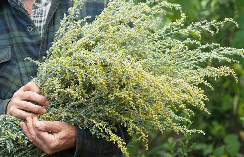 Wormwood Artemísia absínthium from Altai Mountains 3.53 oz image 0