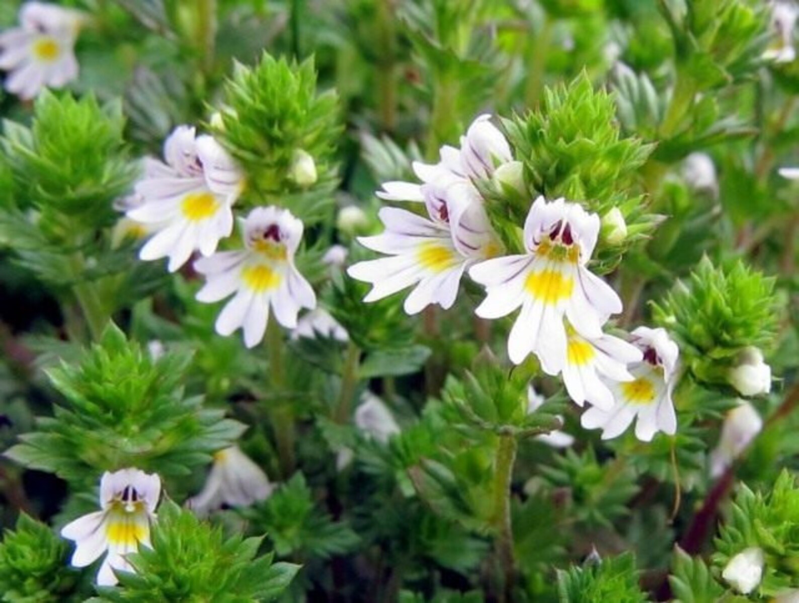 Siberian Eyebright Herb Euphrasia Officinalis. Wild. Etsy