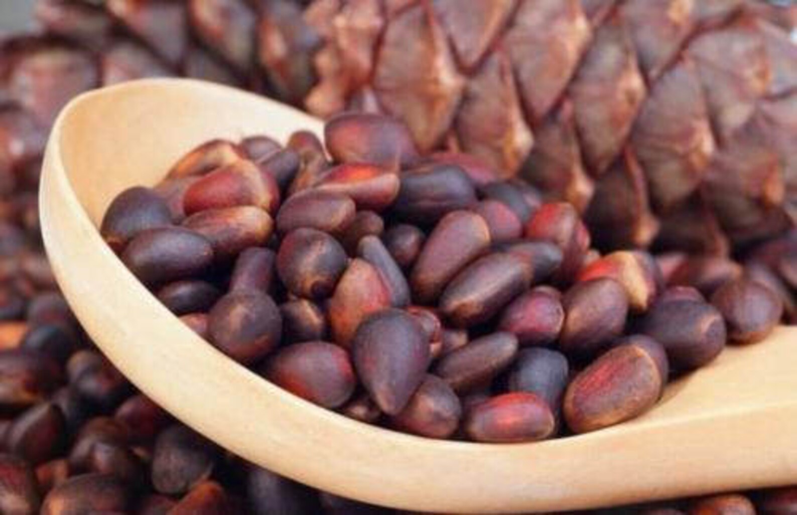 Selective Pine nuts Cedar. Nuts in shell. Collected in the Etsy