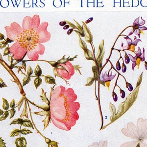 Set van vier Vintage grafieken van Britse veldbloemen #1