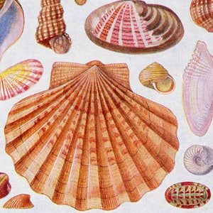 May include: A selection of seashells in brown, orange, green, and pink hues, set against a white backdrop. The image displays diverse shapes and sizes, including fan-shaped, spiral, and oval shells, with intricate patterns and textures. Measurements are not applicable.