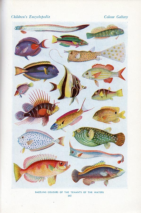 Set of Four Vintage Fish Charts #1 - Etsy