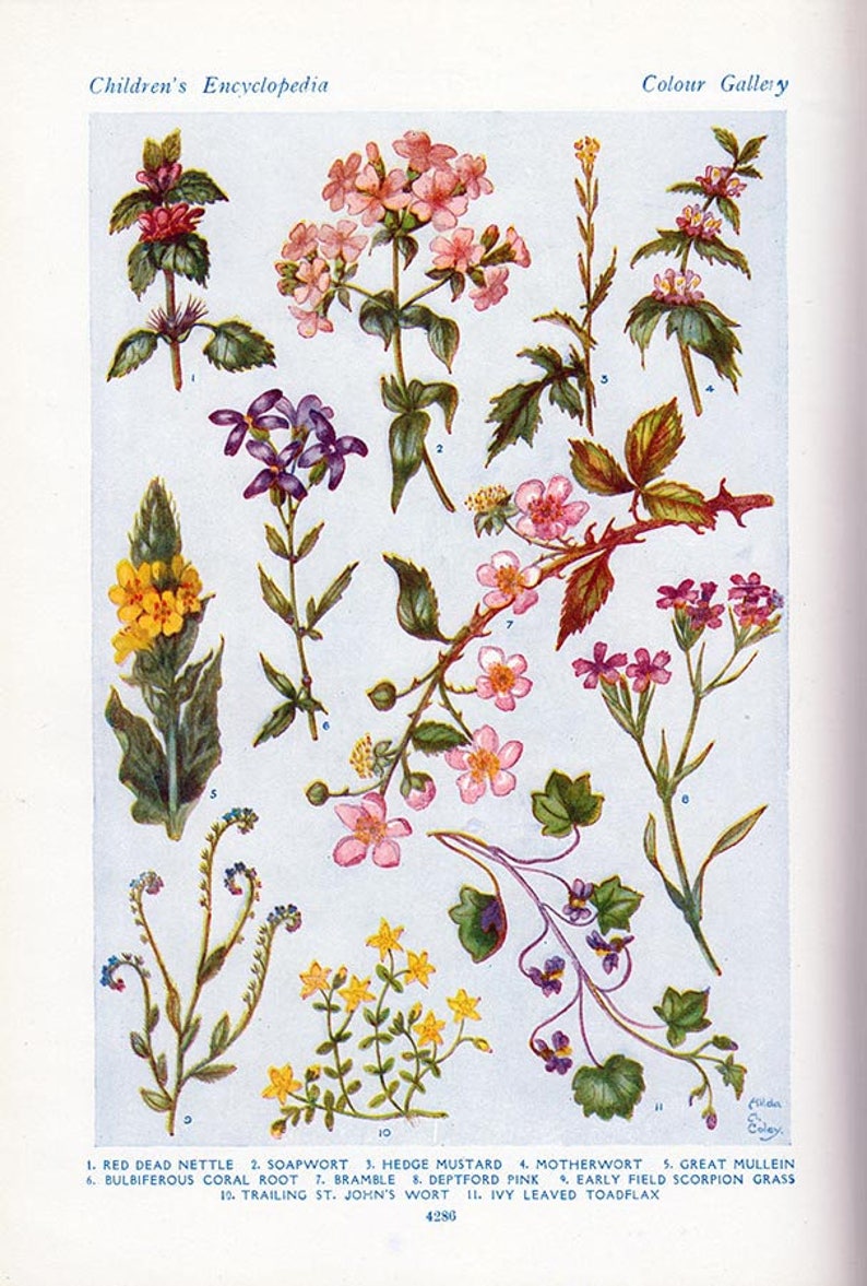 Set of Four Vintage Charts of British Wild Flowers 1 Etsy