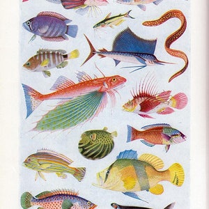 Set of Four Vintage Fish Charts #1 - Etsy
