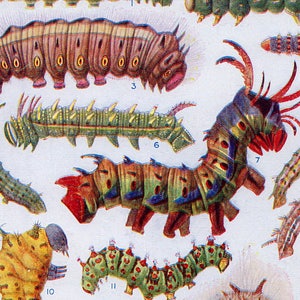 May include: A vintage educational chart featuring illustrations of 10 different types of foreign moth caterpillars. The caterpillars are depicted in various colors and patterns, including green, brown, red, and blue. The chart is labeled with numbers 1 through 14, indicating the different species.
