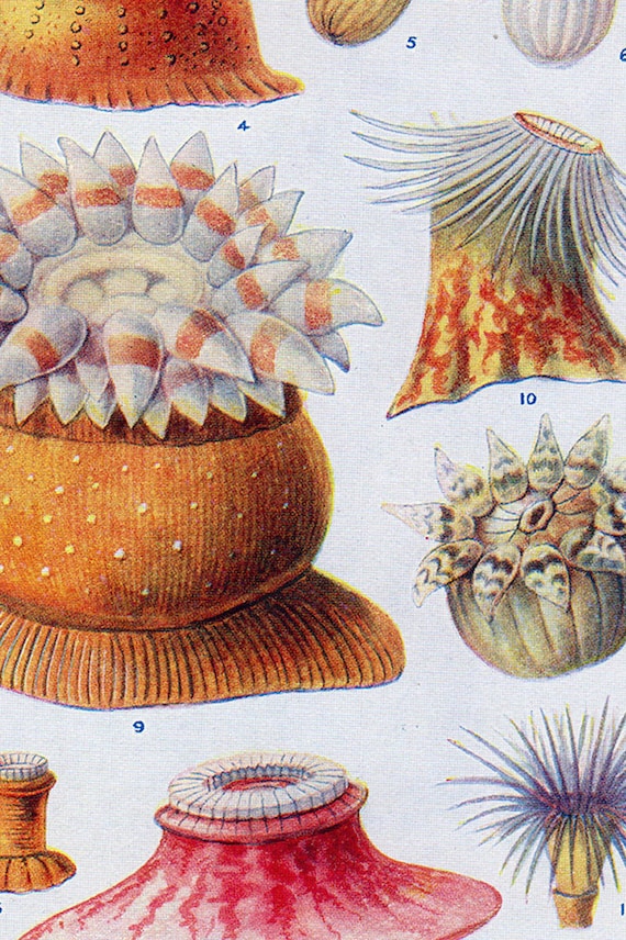 Set of Four Vintage Sea Anemone Charts - Etsy