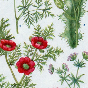 Set van vier Vintage grafieken van Britse veldbloemen #2