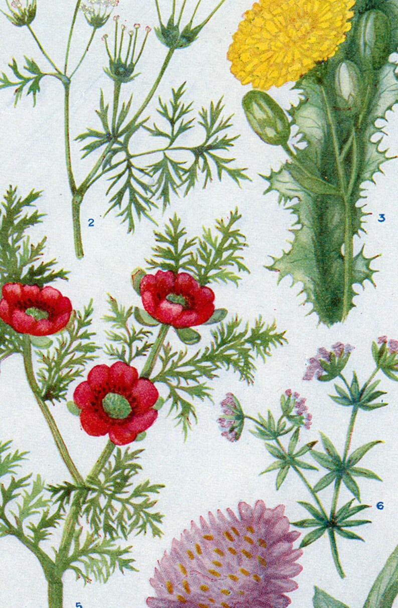 Set of Four Vintage Charts of British Wild Flowers 2 Etsy