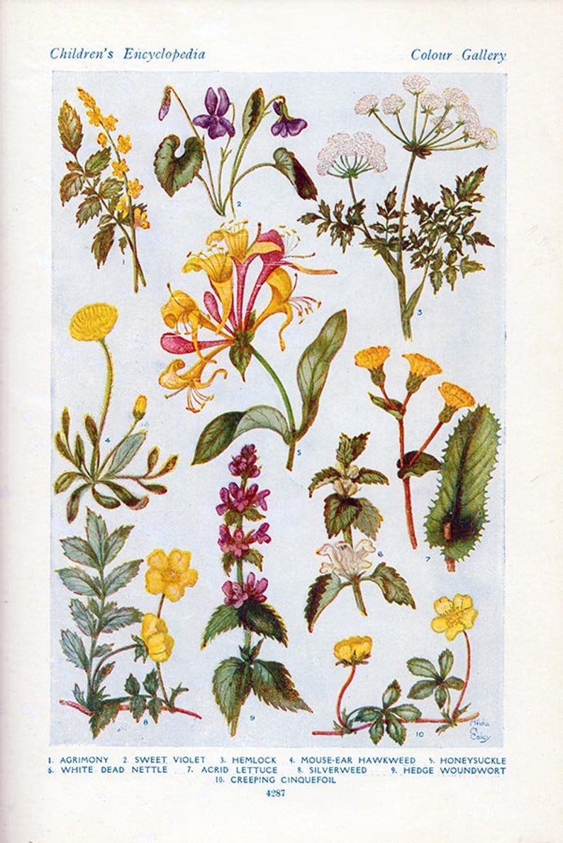 Set of Four Vintage Charts of British Wild Flowers 1 Etsy