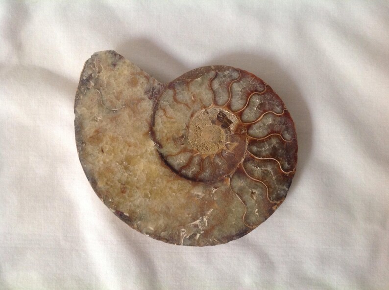 Ammonite Large Ammonite Fossil Sea Shell Fossil Geode Nautilus Shell Fossil Fossilized Ammonite