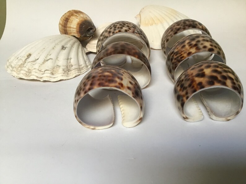 Seashell Napkin Rings Cowrie Shell Napkin Rings Set of 6 Etsy