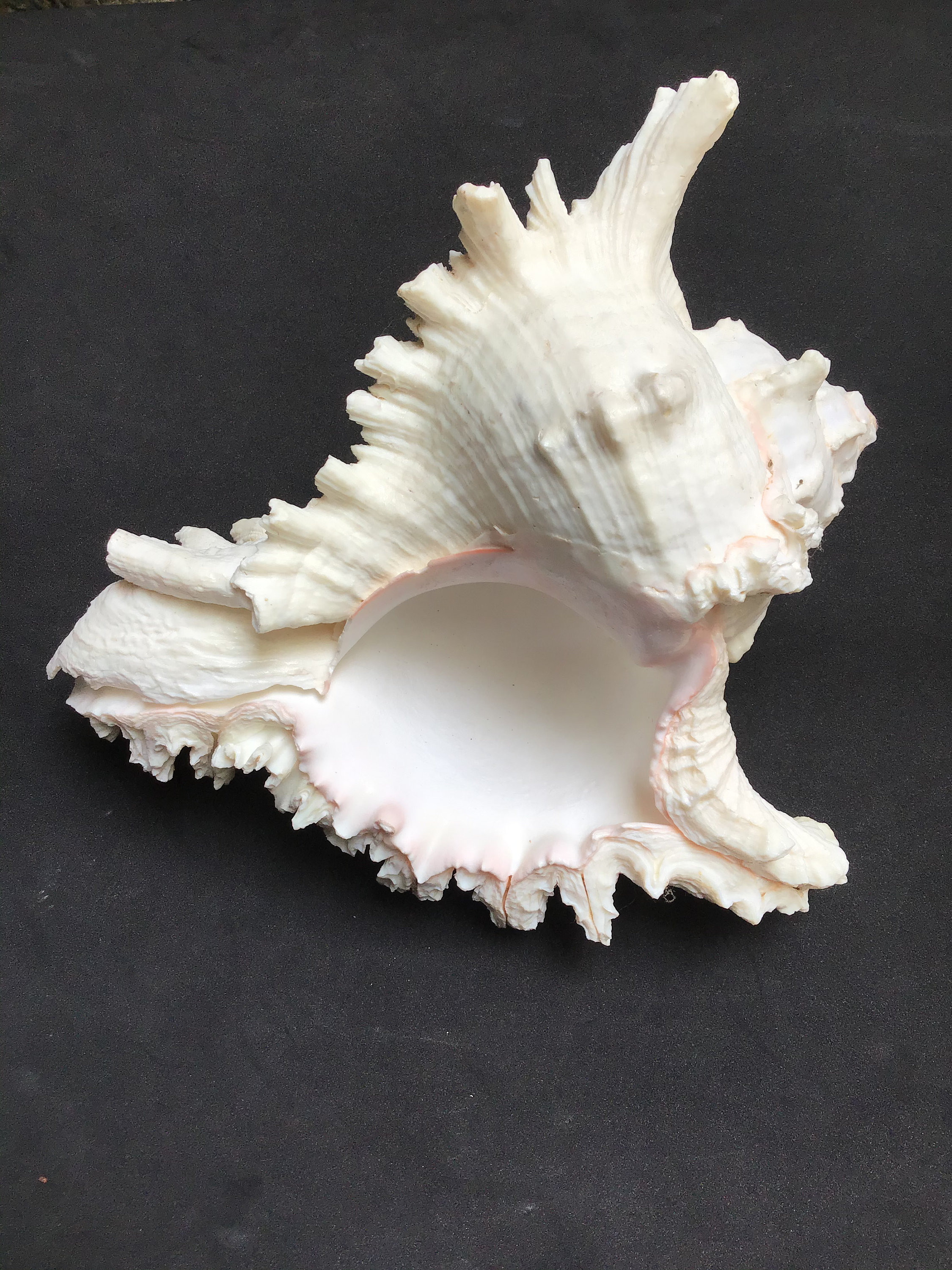 Ramosus Murex Large Seashell Conk Shell Etsy 日本
