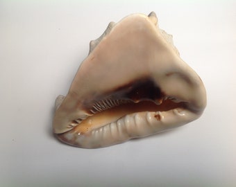 Vintage Large Horn Queen Helmet Conch Rare Seashell Nautical Beach Decor Cassis Cornuta