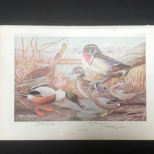 1917 Print Wood Duck and Shoveller New York State Museum 1/4 Natural Size Plate #14