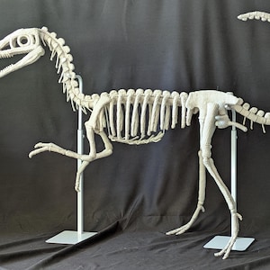 Puede incluir: Escultura detallada de esqueleto de dinosaurio en blanco roto, elaborada con un material texturizado. El modelo presenta una larga cola, extremidades articuladas y un cráneo detallado. Se exhibe sobre un soporte blanco sobre un fondo oscuro.