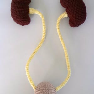 Könnte beinhalten: Gehäkeltes anatomisches Modell des menschlichen Urogenitalsystems. Das Modell zeigt zwei dunkelbraune Nieren, die durch gelbe Harnleiter mit einer hellrosa Blase verbunden sind. Ein Knopf ist an der Blase befestigt.