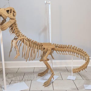 Peut inclure: Squelette de Tyrannosaurus Rex beige crocheté, exposé sur un support blanc. Le modèle de dinosaure présente une gueule ouverte, des dents visibles et une structure osseuse détaillée. Le crochet donne une texture unique à la créature préhistorique.