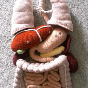 Crochet Human Organs Bundle Pack NUR MUSTER !!