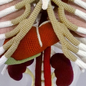 May include: A crocheted anatomical model of the human torso, displaying the rib cage, liver, kidneys, and other internal organs. The model uses various colours, including beige, white, red, and purple, to represent the different parts of the body.