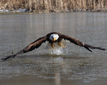 Bald Eagle canvas wall art