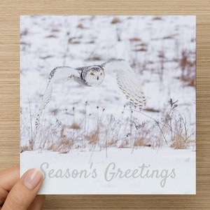 Snowy Owl Christmas Cards - pack de 6, vœux de Noël, carte de vœux d’oiseau, carte de Noël hibou, carte de vacances de photographie d’oiseaux