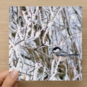 Cartes de Noël Chickadee - paquet de 6, carte de vacances d’oiseau, carte de Noël de mésange, carte de vacances de photographie d’oiseaux, carte de vacances