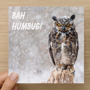 Cartes de Noël drôles de hibou grand-duc - paquet de 6, Bah Humbug, carte de vacances d’oiseau, carte de Noël de hibou, carte de vacances de photographie d’oiseaux