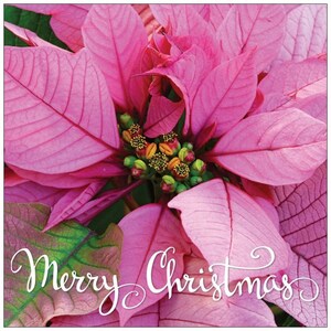 Cartes de Noël Deep Pink Poinsettia - carte simple