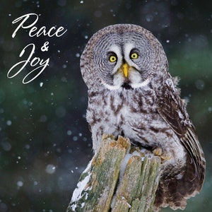 Cartes de Noël Great Grey Owl - pack de 6, Peace & Joy, carte de vœux d’oiseau, carte de Noël hibou, carte de vacances de photographie d’oiseaux