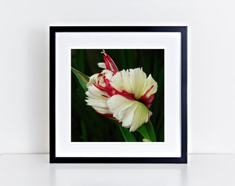 White and Red Tulip 12" x 12" fine art print - gifts for her, gifts for mom, gifts for flower lovers, gifts for nature lovers