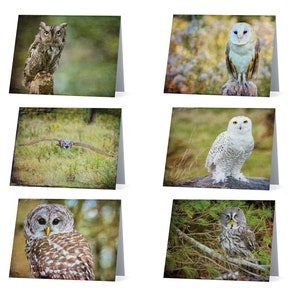 Cartes hibou - paquet de 6 cartes vierges