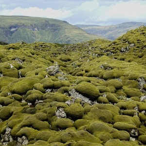 Moss Covered Fire Lava in Iceland - 11x14 photo print