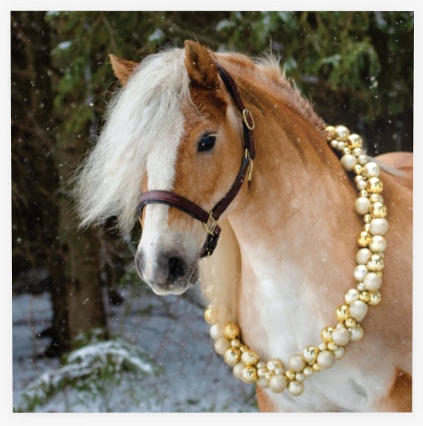 Haflinger christmas