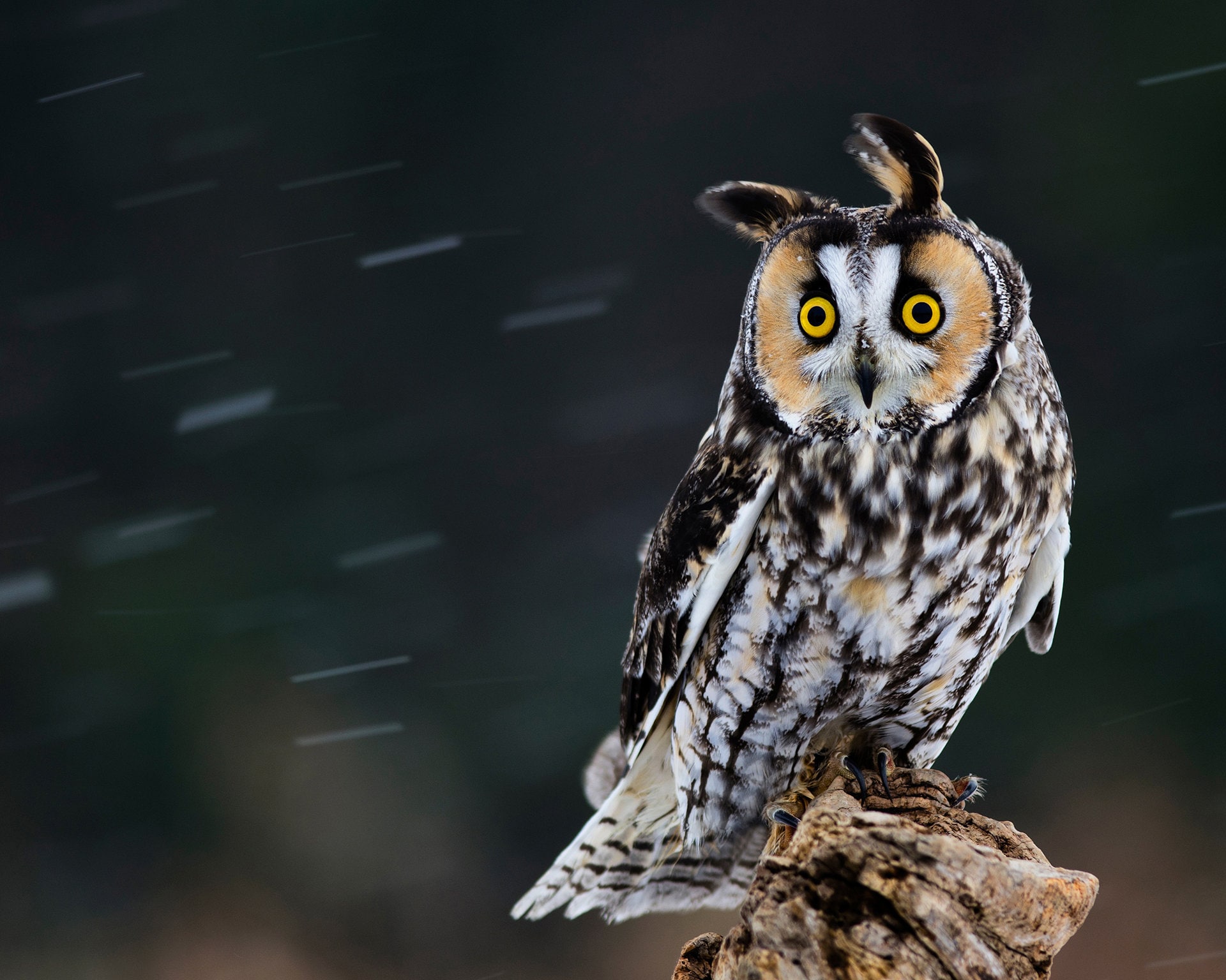 Long Eared Owl - 8x10 photo print