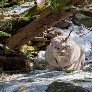 Canadian Lynx - 8x10 photo print