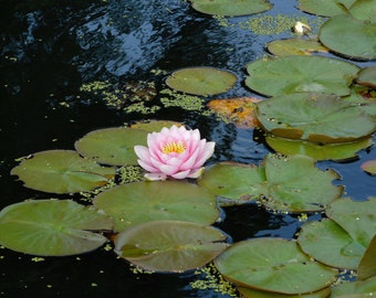 Pink Water Lily - 11x14 photo print