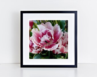 Hot Pink Tulip 12" x 12" fine art print - gifts for her, gifts for mom, gifts for flower lovers, gifts for nature lovers