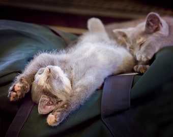 Sleeping Kittens - 8x10 photo print