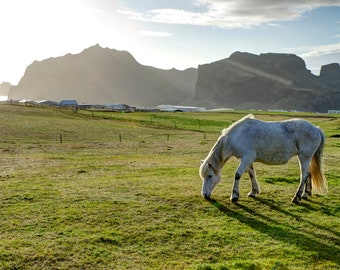 Icelandic Horse - 11x14 photo print