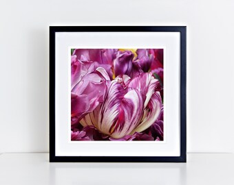 Magenta Parrot Tulip 12" x 12" fine art print - gifts for her, gifts for mom, gifts for flower lovers, gifts for nature lovers