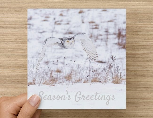 Snowy Owl Christmas Cards - pack of 6, Season's Greetings, bird holiday card, owl Christmas card