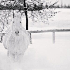 White Horse in Snow black and white canvas wall art